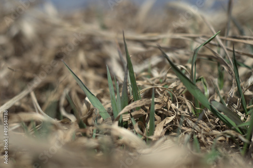 nowa zielona trawa pośród starej suchej trawy © Konrad