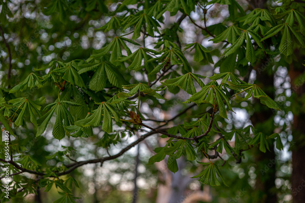 green leaves on the tree of horse chestnut