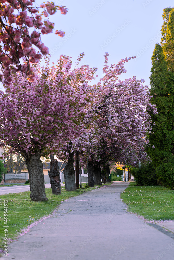 Sakura cherry in blossom, Slovakia