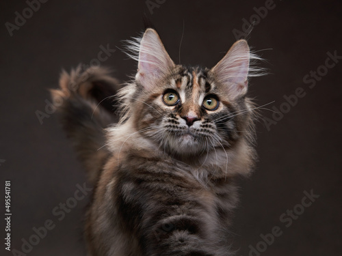 Maine Coon Kitten on a dark. Pet on the background of the canvas. cat portrait in studio