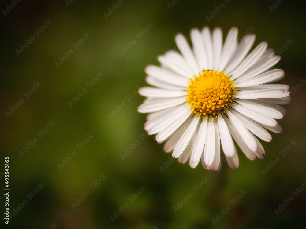 Sicilian Spring Flower Macro in Italy, Europe on a lovely warm day Sicilian Spring Flower Macro in Italy, Europe on a lovely warm day