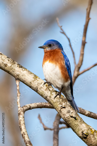 eastern bluebird on a branch