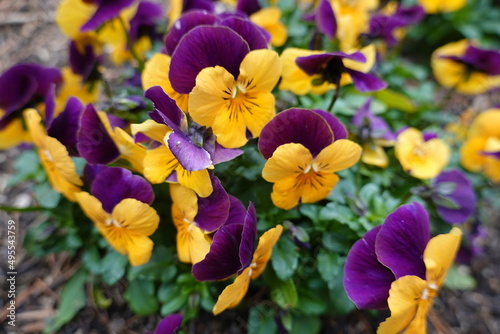 The wild pansy  V. tricolor   also known as Johnny-jump-up  heartsease  and love-in-idleness  has been widely naturalized in North America.