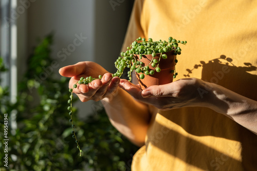 Closeup of woman hand holding small terracotta pot with Senecio Rowleyanus commonly known as a string of pearls, home interior on blurred background. Sunlight. Hobby, houseplant lovers concept. 