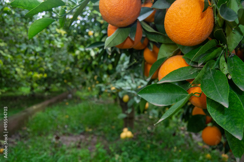 Arbol de naranjas