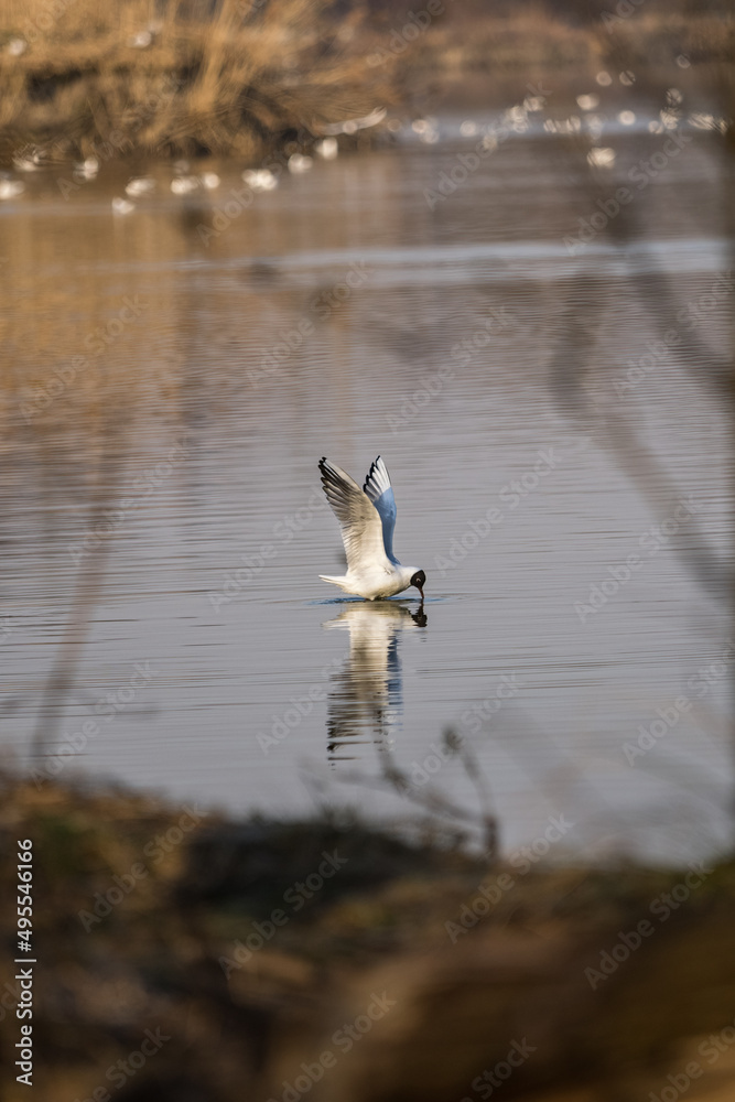 The seagull landed on the surface of the lake. The seagull landed on the surface of the lake.