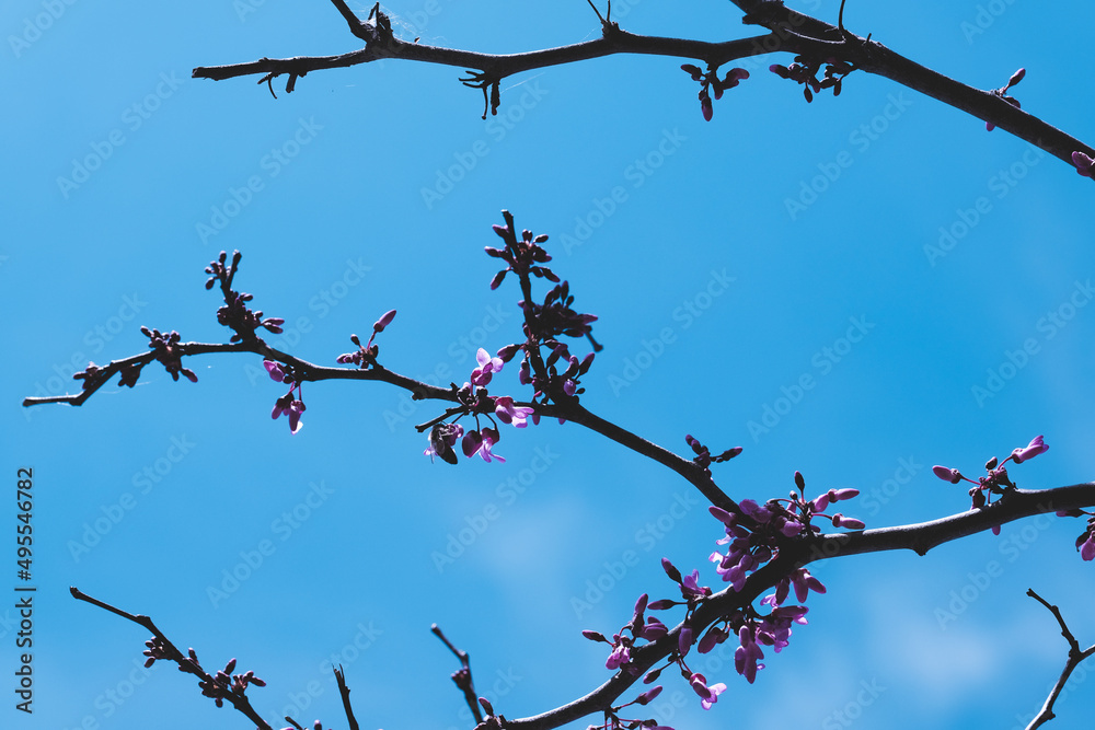 Redbud tree blooms on branch during spring season. Redbud tree blooms on branch during spring season.