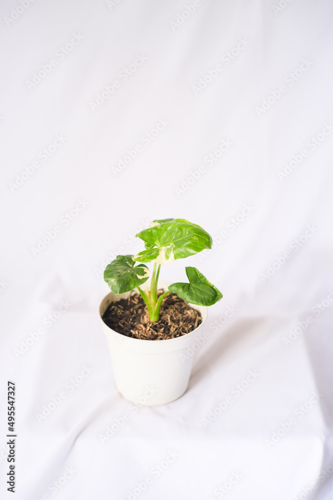 ornamental plant alocasia macrorrhiza variegata with 4 small leaves on a pot on a white background ornamental plant alocasia macrorrhiza variegata with 4 small leaves on a pot on a white background