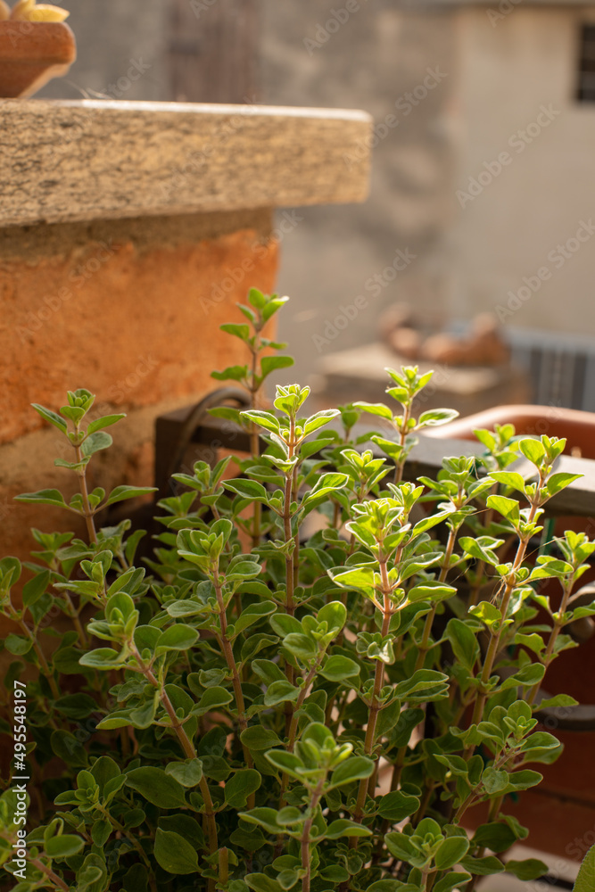 Marjoram on a balcony