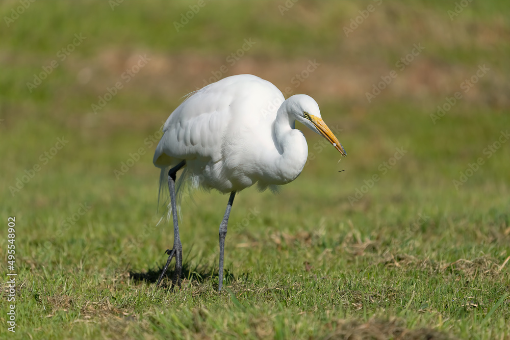 Great White Egret