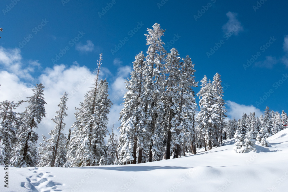 Obraz premium Snow on trees after a snowstorm with cloudy blue skys.