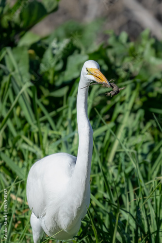 great White Egret