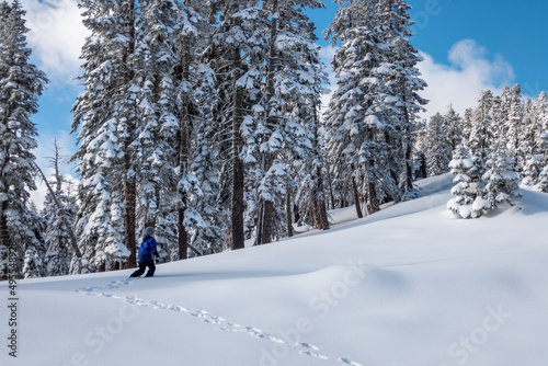 Boy hiking through deep snow in Sierras after a snowstorm with clear blue skys and snow on trees