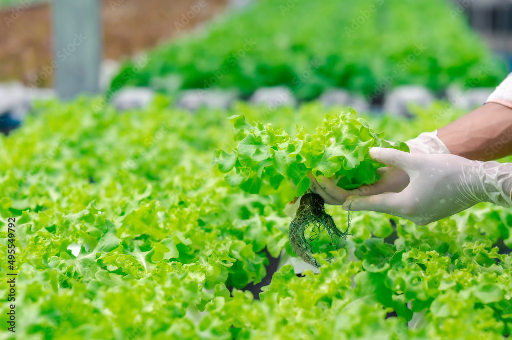Farmer hand harvesting fresh green oak vegetables in hydroponic greenhouse farm