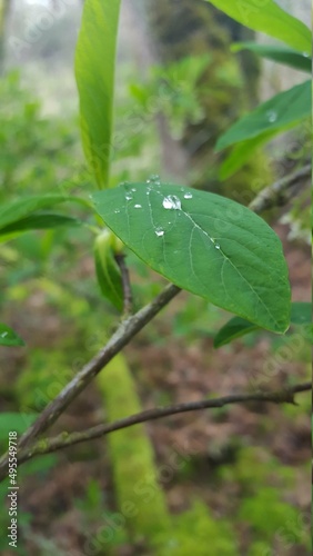 rain droplet