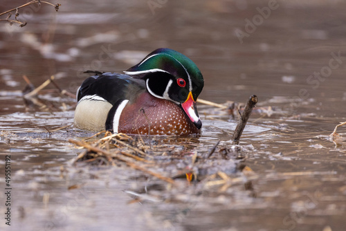 Photography Wood duck in early spring