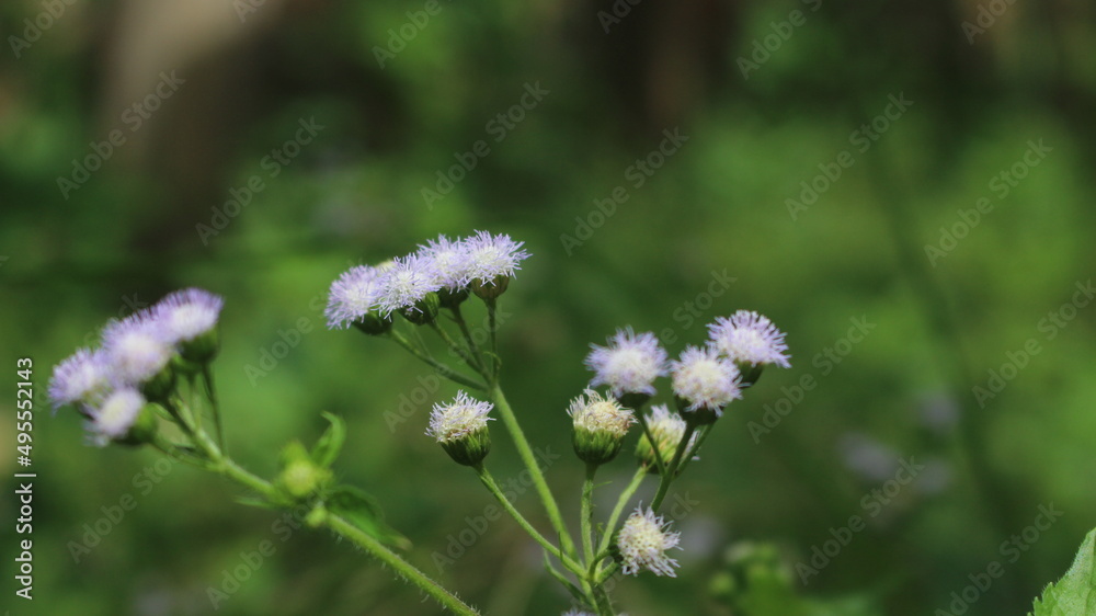 white bandotan grass flower, this grass in scientific language is Ageratum conyzoides white bandotan grass flower, this grass in scientific language is Ageratum conyzoides