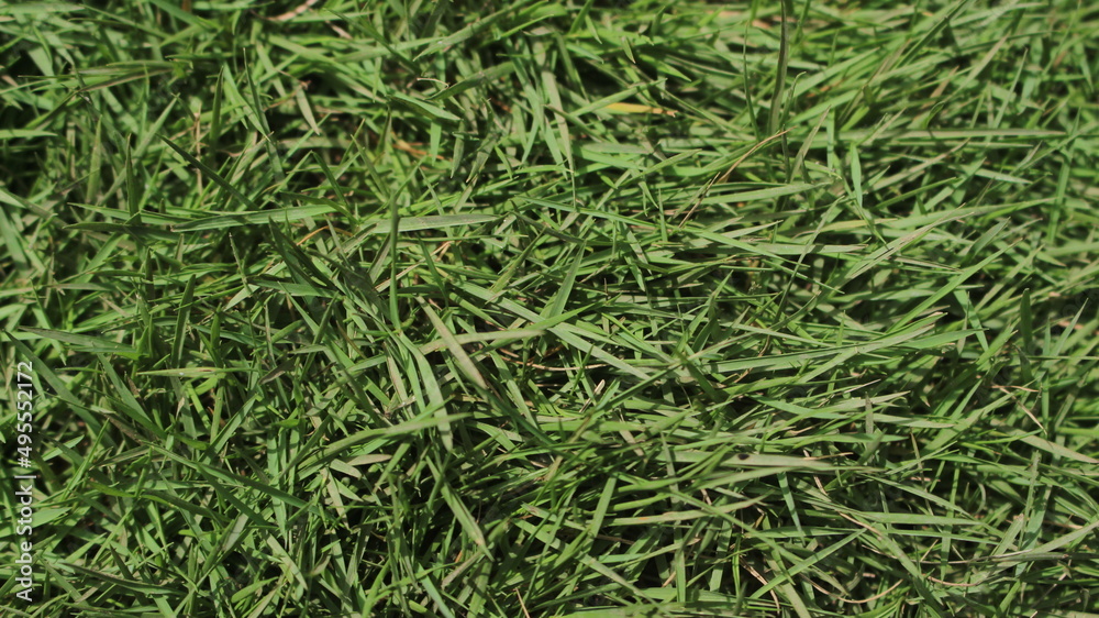 peking grass or with the scientific name Agrostis stolonifera peking grass or with the scientific name Agrostis stolonifera