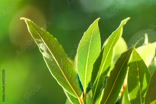 Bay leaf. Green laurel leaves in the rays of the sun.Laurel leaf.Condiments and spices. 