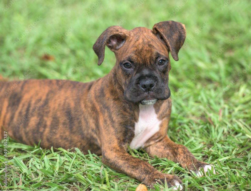 9 week old brindle Boxer dog puppy lying on grass lawn