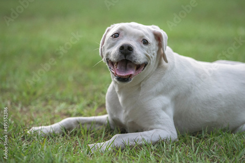 White Boxer - Labrador mix dox lying on grass lawn
