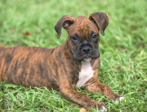 9 week old brindle Boxer dog puppy lying on grass lawn