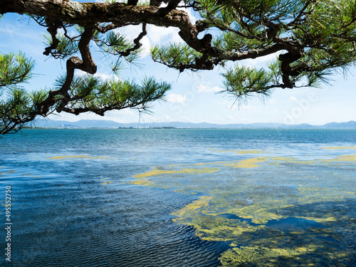 Fototapeta Naklejka Na Ścianę i Meble -  Beautiful pine branch at the shores of Lake Biwa in Otsu, Shiga prefecture, Japan