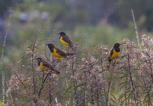 a flock of yellow rumped Marshbird © Guilherme