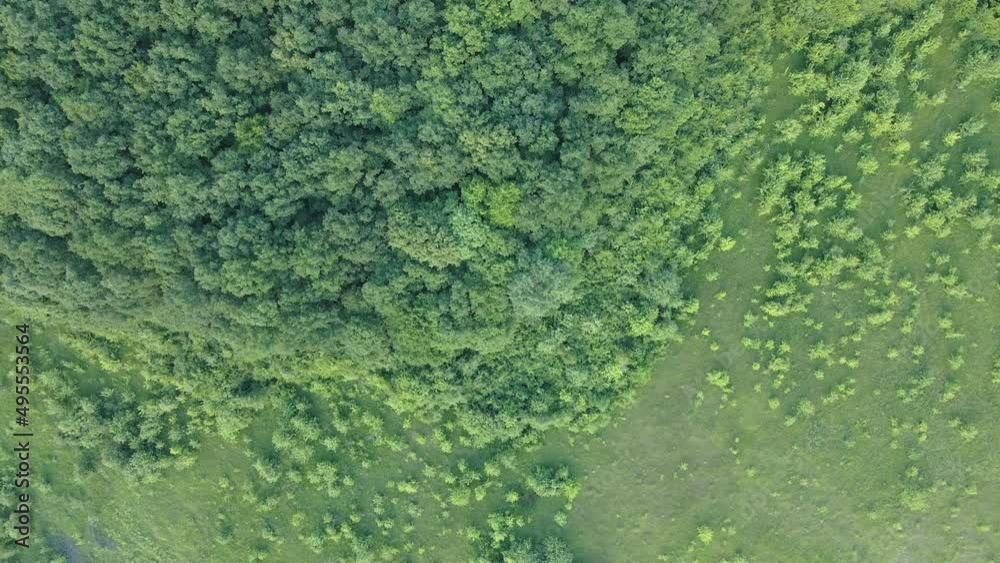 Top down flat aerial view of dark lush forest with green trees canopies in summer Top down flat aerial view of dark lush forest with green trees canopies in summer