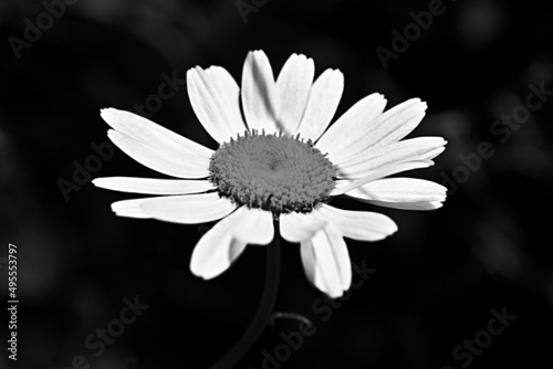Black & White Daisy