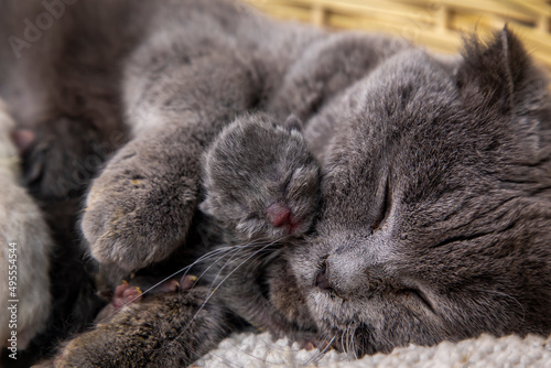 Scottish fold mother cat an...