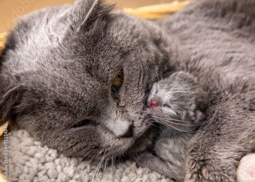 Scottish fold mother cat an...