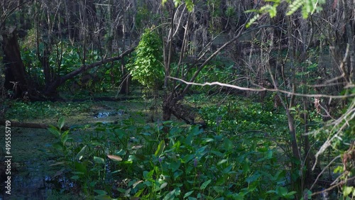 Wind blowing Through a Swamp