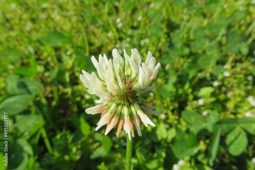 White clover flower in the meadow on green background, closeup