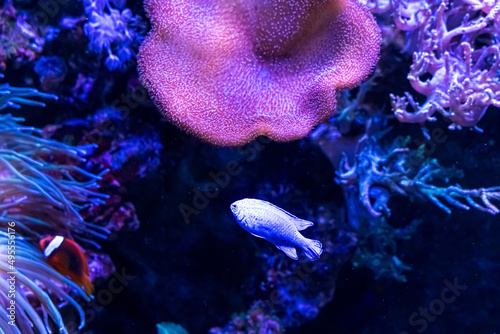 Animals of the underwater marine world. Ecosystem. Multicolored tropical fish. Life in a coral reef.