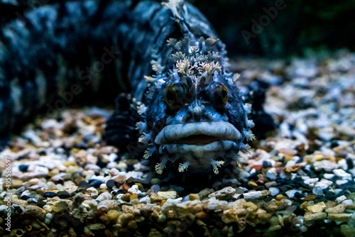 Deep sea monster fish. Sea monster close up © Вера Щербакова
