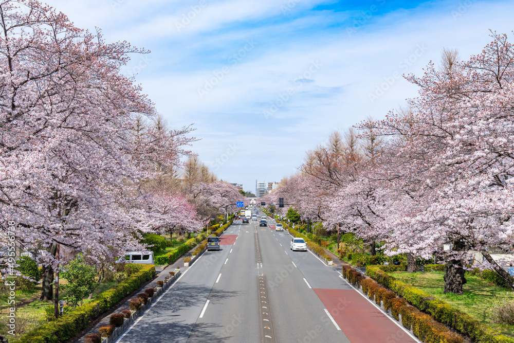 Fototapeta premium 国立市・大学通り・桜