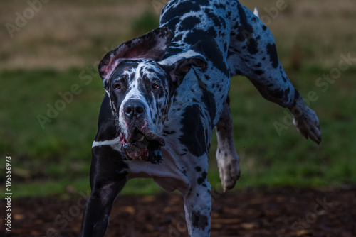 2022-3-28 A BLACK AND WHITE GREAT DANE LEAPING AND WITH ITS BACK FEET OFF THE GROUND AND A FUNNY LOOK ON ITS FACE