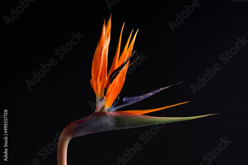 Bird of Paradise flower (Strelitzia regina) on the black background