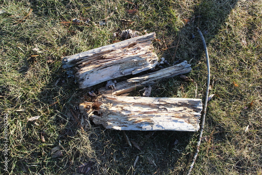 Fototapeta premium firewood in the forest