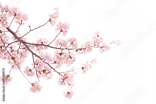 桜 満開 