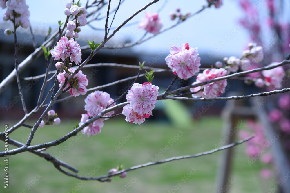 Hana peach blossoms in full bloom in the botanical park. Hana peach blossoms in full bloom in the botanical park.