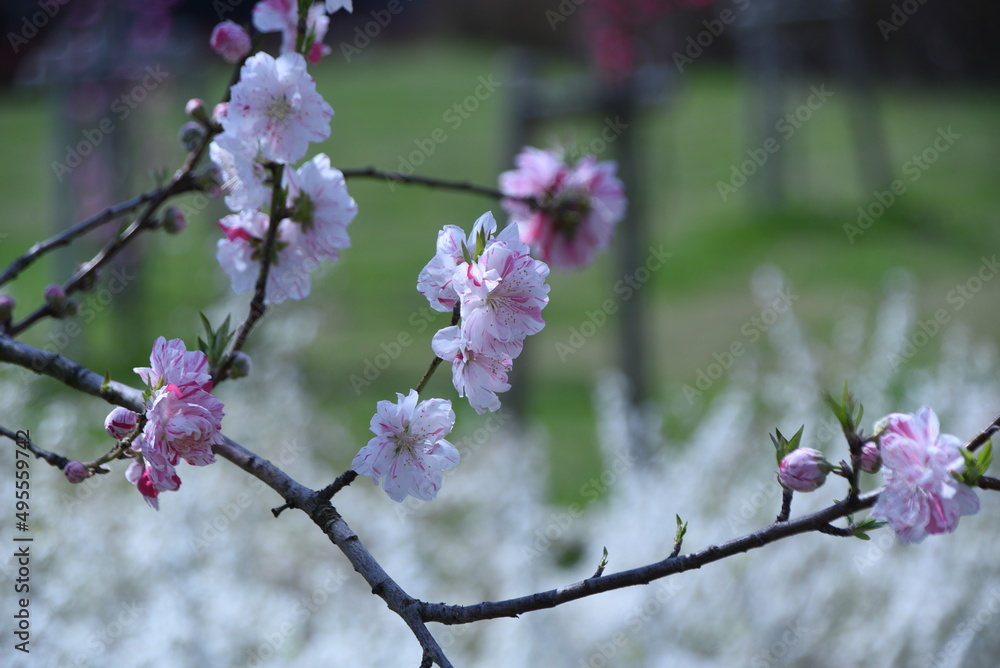 Hana peach blossoms in full bloom in the botanical park. Hana peach blossoms in full bloom in the botanical park.
