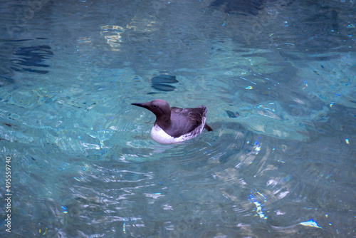 View of a black and white common murre swimming in its water habitat at the Point Defiance Zoo photo