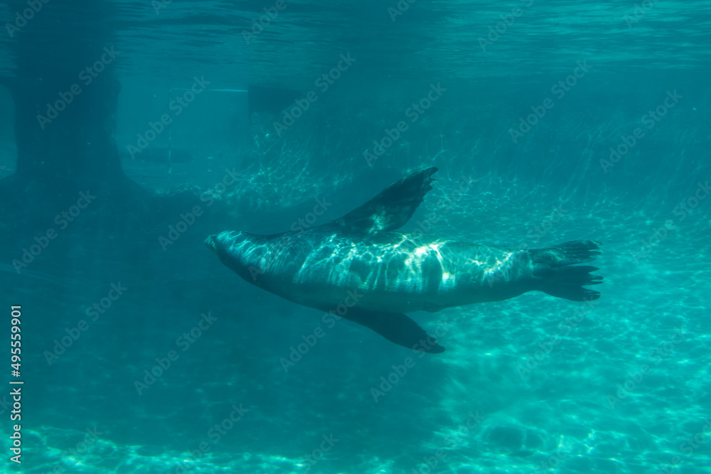 Fototapeta premium Striking view of a single California sea lion as it swims in its habitat at the Point Defiance Zoo