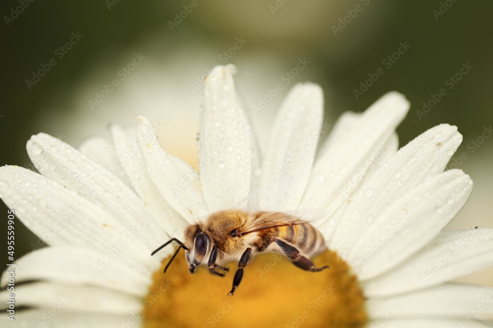 Bee and flower. Large striped bee collecting pollen on a flower on a Sunny bright day, Bee and flower. Large striped bee collecting pollen on a flower on a Sunny bright day,