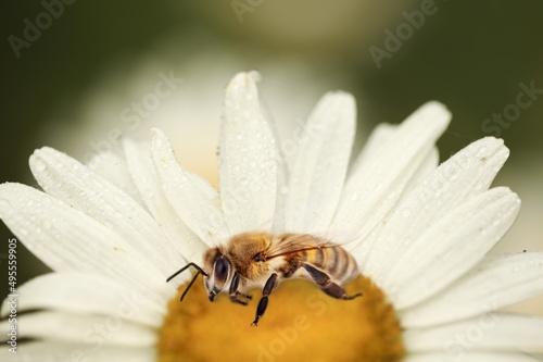Bee and flower. Large striped bee collecting pollen on a flower on a Sunny bright day,