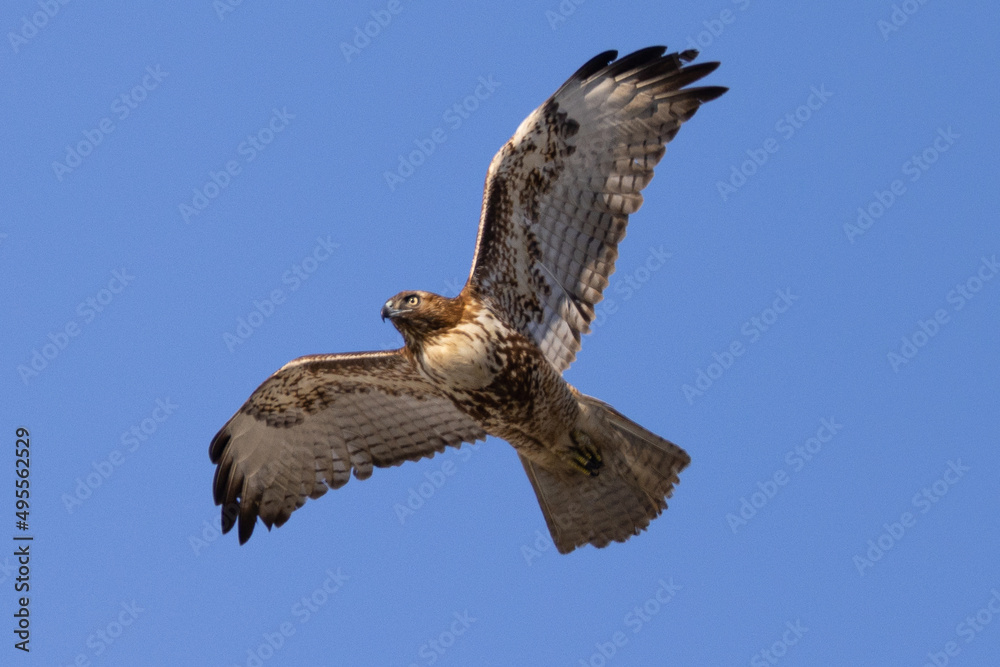 Fototapeta premium red-tailed hawk flying, seen in the wild in North California 