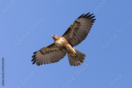 red-tailed hawk flying, seen in the wild in  North California  © ranchorunner