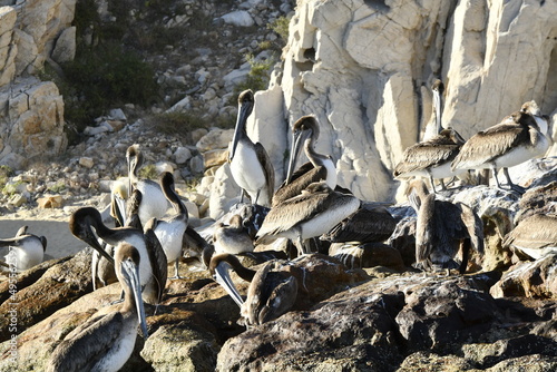 Pelicans together in the pacific ocean